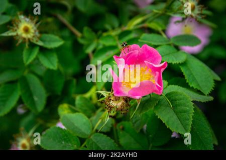 Pink rosehip flower among green leaves Stock Photo