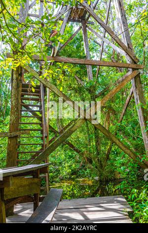 Wooden viewpoint tower tropical jungle to Muyil Lagoon panorama Mexico. Stock Photo