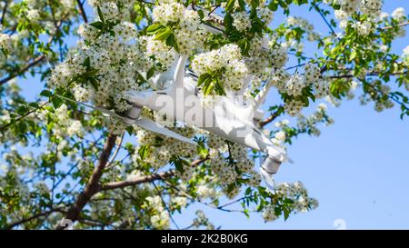 Quadrocopter DJI Phantom 4 is on the branch of blooming cherry plum. Stock Photo
