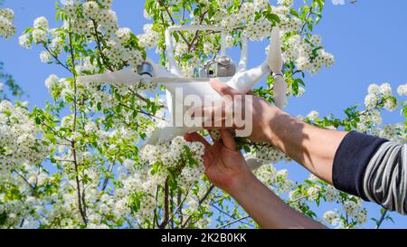 Quadrocopter DJI Phantom 4 is on the branch of blooming cherry plum. Stock Photo