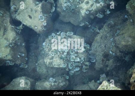 sea corals on a stone in the sea Stock Photo