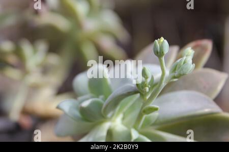 Hen and Chicks Houseplant Echeveria elegans With Flower Blooms Stock Photo