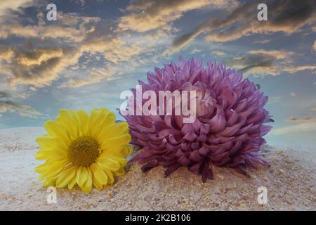 Purple and Yellow Flowers on Beach During Sunset Stock Photo