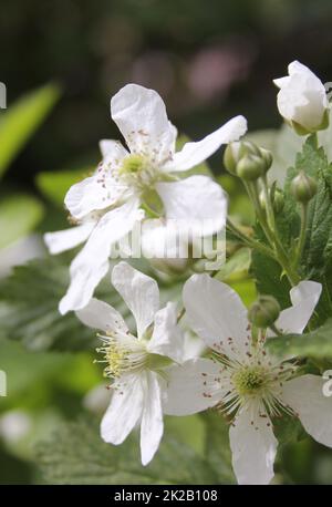 Blackberry Vine With Blossoms on Organic Farm Stock Photo