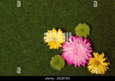 Colorful Spring Flowers on Green Grass Top View Stock Photo