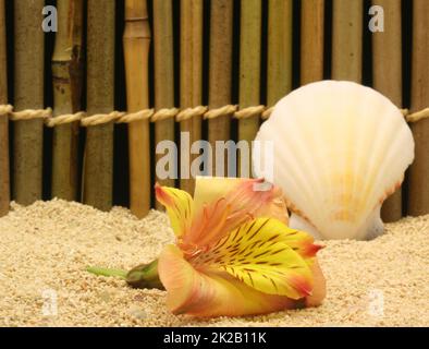 Flower on Beach With Seashell and Bamboo Fence in Background Stock Photo