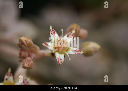 Hen and Chicks Houseplant Echeveria elegans With Flower Blooms Stock Photo