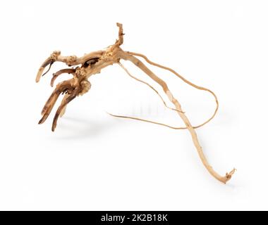 Driftwood placed on white background Stock Photo