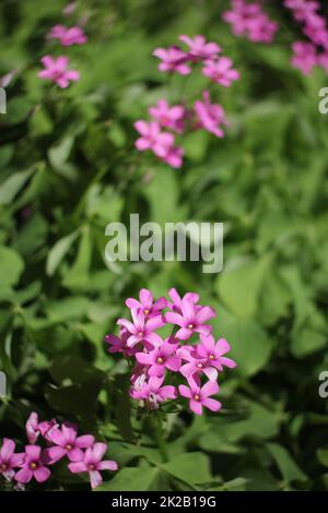 Oxalis Wood Sorrel With Pink Flowers in Garden Stock Photo