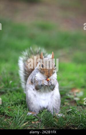 Eastern Gray Squirrel in Central Park. New York City. USA Stock Photo