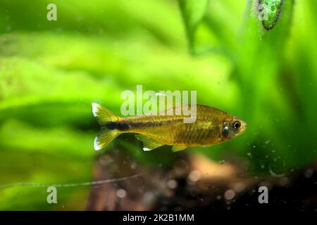 COPPER TETRA –