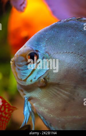 Portrait of a discus discus cichlid in a blackwater aquarium. Stock Photo