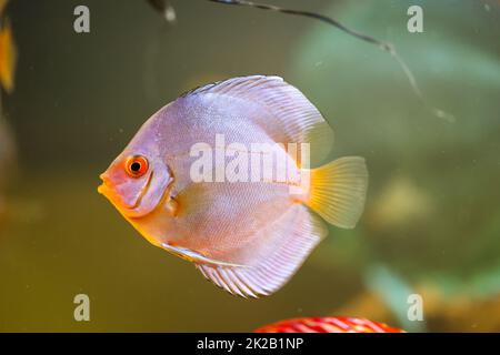 Portrait of a discus discus cichlid in a blackwater aquarium. Stock Photo