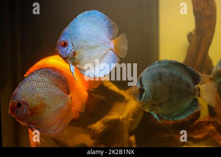 Portrait of a discus discus cichlid in a blackwater aquarium. Stock Photo