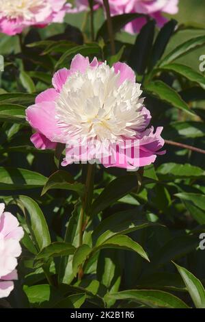 Close-up image of Pink Hawaiian Coral Peony  flower Stock Photo