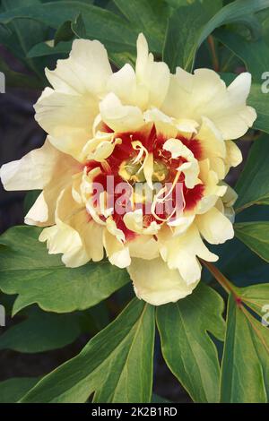 Close-up image of Callie's Memory Itoh peony  flower Stock Photo