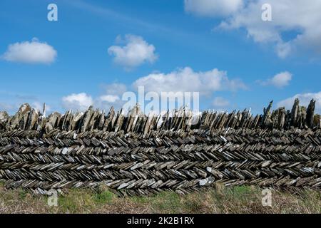 Cornish slate wall with herringbone pattern known as 'curzyway', South West Coast path, near Tintagel. Stock Photo