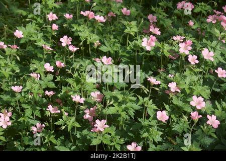 Close-up image of Endress cranesbill flowers Stock Photo