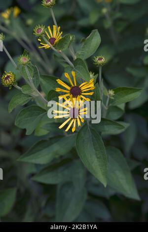 Close-up image of Little Henry sweet coneflower Stock Photo