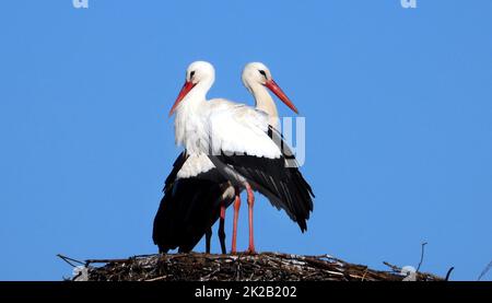 White stork, Ciconia ciconia, couple on the nest Stock Photo