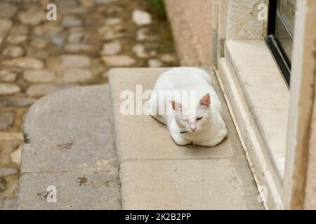 white cat on the steps of a house in the old town of Krk in Croatia Stock Photo