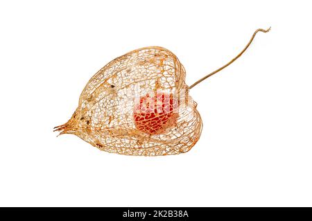 Physalis alkekengi chinese lantern dried fruit filigree texture Stock Photo