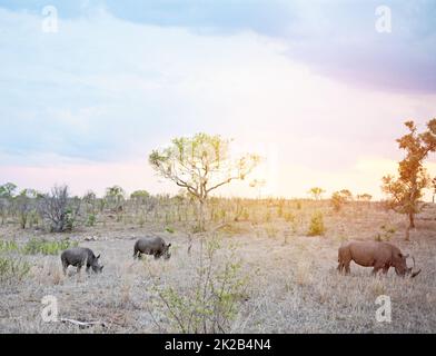 Days end in the wild. Shot of rhinos in their natural habitat. Stock Photo