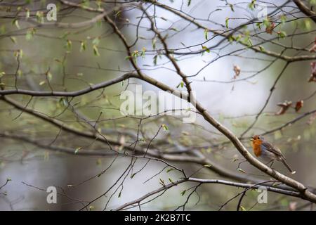 The European robin (Erithacus rubecula) known simply as the robin or robin redbreast Stock Photo