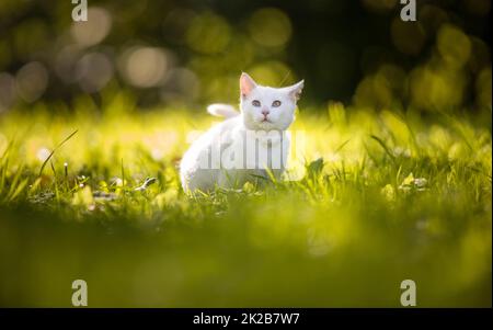 Extremely cute white kitten on a lovely meadow, playing outside - sweet domestic pet playing outside Stock Photo