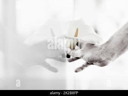 Two coming together as one. Closeup of a hand pressing a Calla lilly against a window. Stock Photo