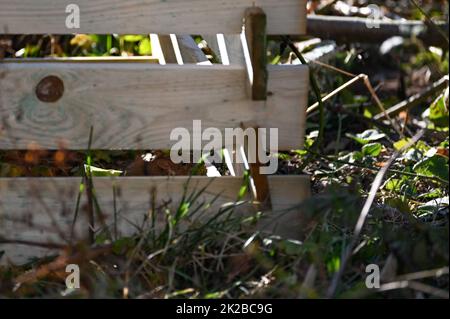 A wild rat sits eating in  a composter in the garden Stock Photo