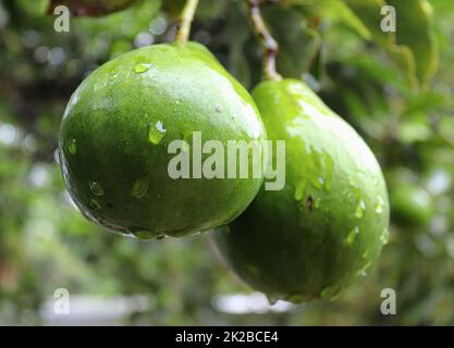 Close up of different fruits hanging on trees taken on the Seychelles islands Stock Photo