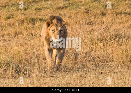 Lion, Panthera leo, in Amboseli National Park in Kenya. Stock Photo