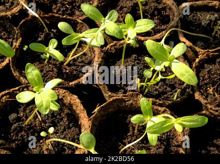 Close-up of growing seedlings of vegetables and flowers in peat pots. Young plants sitting in sunlight in a modern eco-friendly greenhouse, home gardening concept, top view Stock Photo