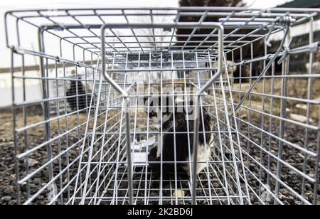 Cat locked cage Stock Photo