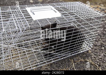 Cat locked cage Stock Photo