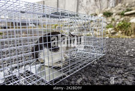 Cat locked cage Stock Photo