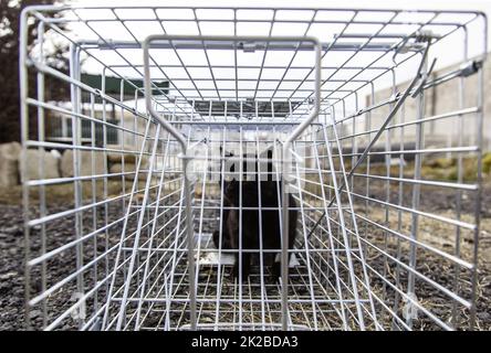 Cat locked cage Stock Photo