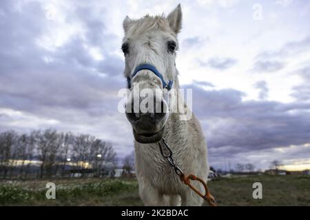 horses in stable Stock Photo