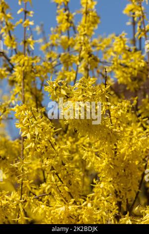 Forsythia europaea Stock Photo