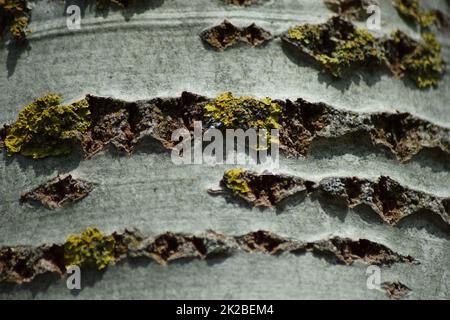 Background from poplar bark Stock Photo