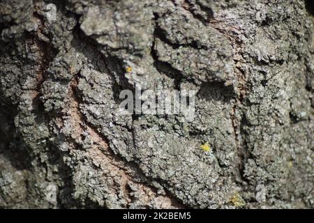 Background from tree bark Stock Photo
