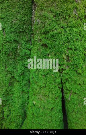 Tree trunk overgrown with moss Stock Photo