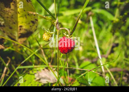 Small wild forest strawberries growing in garden - many green leaves ...