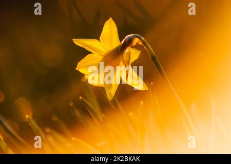 Close-up macro view of yellow narcissus and yellow daffodils in spring time showing the floral side of nature ideal as Easter background or Easter greeting card with yellow blossoms and natural beauty Stock Photo