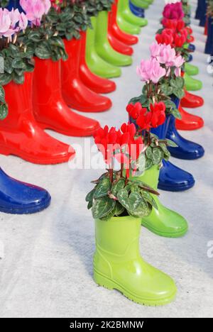 Cyclamen with pot in the nursery. Flower greenhouse. Primulaceae Family. Cyclamen persicum Stock Photo