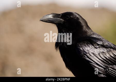 Canary Islands raven Corvus corax canariensis. Stock Photo