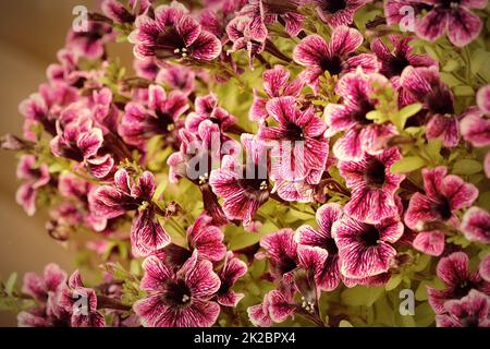 Purple petunia flowers in the garden in spring time. Shallow depth of field Stock Photo