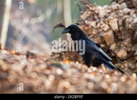 Common raven sitting on ground in autumn nature from side Stock Photo