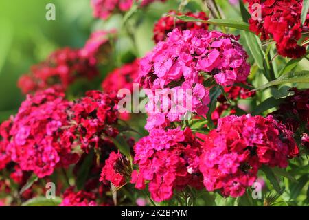 Flowerbed of Dianthus barbatus. Color photo of William flowers Stock Photo